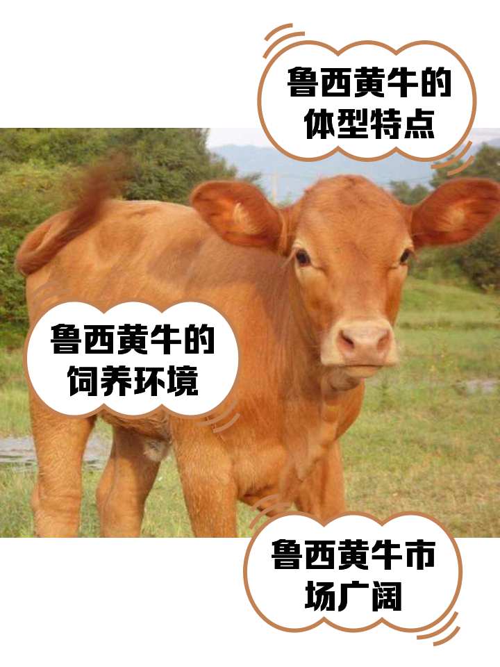 鄂尔多斯最新医保取现黄牛方法分析(最方便真实的鄂尔多斯医保取现黄牛怎么取方法)